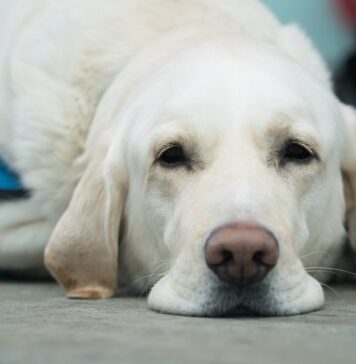 Doi nevăzători, agresați într-o biserică din București, după ce au intrat cu câinii ghizi