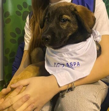 ASPA organizează ultimul târg de adopții de căței din acest an, la Art Safari