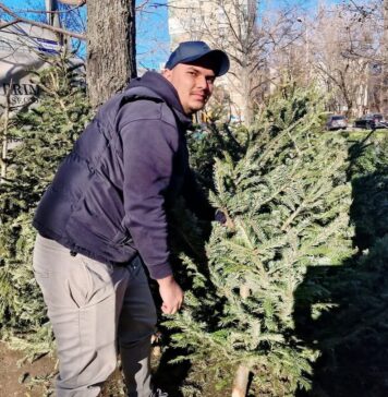 Primăria Sectorului 6 colectează gratuit brazii de Crăciun