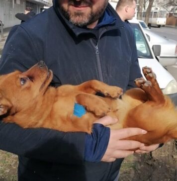 Nicușor Dan: Peste 8.300 de animale au fost sterilizate gratuit în 2024