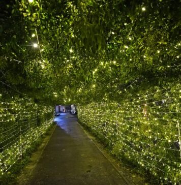 Parcul Kiseleff are cea mai mare instalaţie cu vâsc