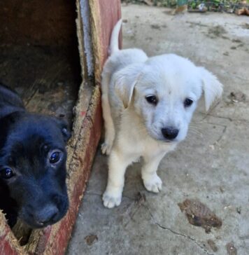 ”Adoptă, nu ambala”, campanie de conștientizare a adopției responsabile marca Protecția Animalelor Ilfov