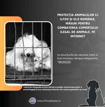 OLX, măsuri pentru combaterea comerțului ilegal de animale. Seria de microcip, câmp obligatoriu pentru vânzările de câini