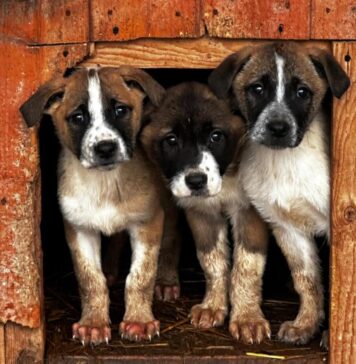 Protecția Animalelor CJ Ilfov anunță programul de sterilizare pentru luna ianuarie – FOTO