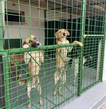 ASPA București anunță reluarea campaniei de sterilizări gratuite pentru câini și pisici de rasă comună