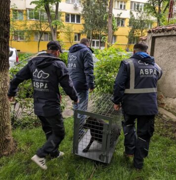 Planurile ASPA pe 2025: Capturarea și salvarea cainilor, creșterea numărului de adopții, campanii de sterilizări gratuite și colaborări internaționale