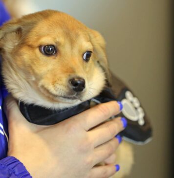 Începutul de an aduce stres pentru animale. CJ Ilfov: ”Microcipul poate face diferența în caz de fugă sau pierdere”