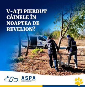 Ce poți face dacă ți-ai pierdut câinele în noaptea de Revelion