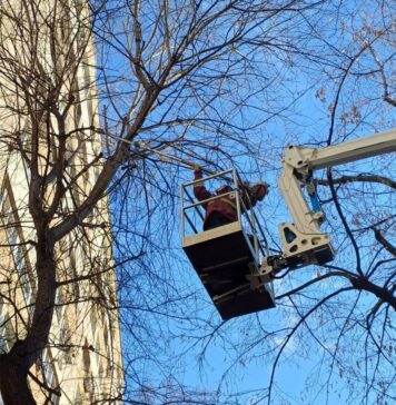 Toaletarea copacilor din Sectorul 3, în plină desfăşurare la început de an