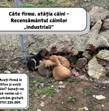 Protecția Animalelor Ilfov a început recensământul „câinilor industriali”