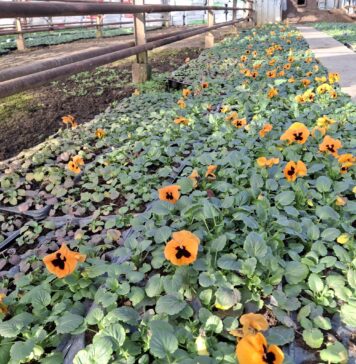 Primăvara bate la ușă în Sectorul 2: Plantele din sera din Pantelimon vor transforma spațiile publice