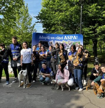 Primul târg de adopții al anului 2025 pentru câinii ASPA, pe 8 februarie la MAXI PET Mihai Bravu