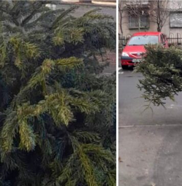 Brazii rămași după Crăciun vor fi colectați gratuit de Primăria Sectorului 3