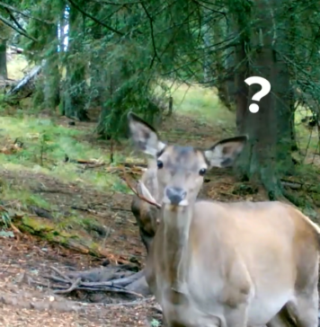 Cum a fost 2024 în Munții Făgăraș. Imagini surprinse de Fundația Conservation Carpathia / VIDEO