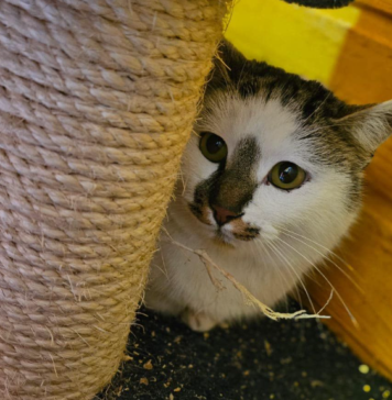 Crǎiesele Zǎpezii – 9 pisici eroine salvate din ghearele înghețului de la cota 2000 sunt acum disponibile pentru adopție