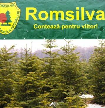 Șeful Romsilva: Numărul angajaților din Regie a scăzut cu 8.000, în ultimii opt ani