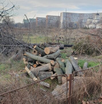 Locuitorii Sectorului 3 al Capitalei cer CGMB majorarea amenzilor pentru defrișările ilegale