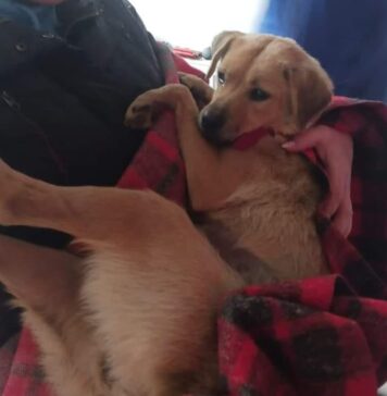 Adoptă un cățel din adăposturile ASPA și fii mereu în mișcare!