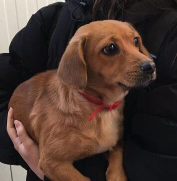 Cabinete care oferă servicii GRATUITE de sterilizare și microcipare pentru câinii de rasă comună, prin ASPA București