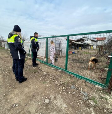 Razii pentru identificarea câinilor nesterilizați și nemicrocipați: 90 gospodării verificate în Buftea