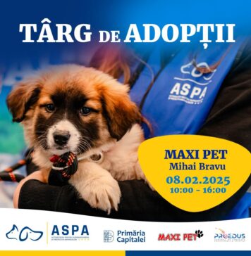 Adopții gratuite de câini, sâmbătă, la MAXI PET de pe Mihai Bravu