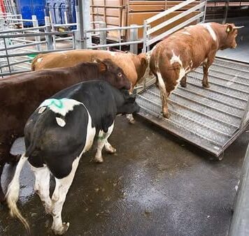 Daniel Buda, europarlamentar PNL: “Vești excelente pentru fermierii români: ANSVSA a deschis o nouă piață de export în Tunisia!