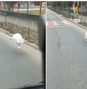 Un pui de cangur a fost găsit pe o stradă din Sectorul 5 al Capitalei / VIDEO