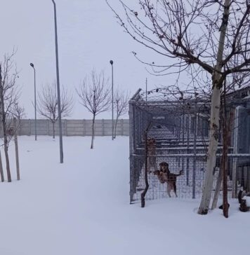Protectia Animalelor CJ Ilfov: ”Adăpostul Brănești este în zăpadă efectiv! Avem nevoie urgent de pături ori haine vechi”