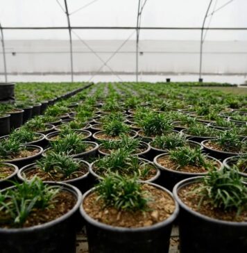 Primăria Sectorului 3 anunță „acțiuni intensive” de toaletări și plantări de copaci