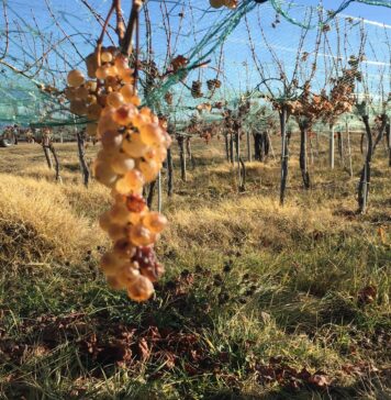 Comisia aprobă o nouă indicație geografică din România