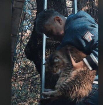 Ciolacu s-a cățărat în copac să își recupereze pisica