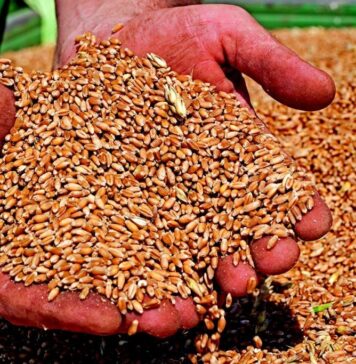 China adopts multiple measures to safeguard grain security
