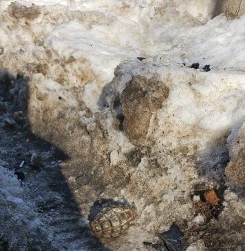 Proiectil găsit pe o stradă din Sectorul 2. Polițiștii s-au deplasat la fața locului