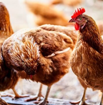 Romanian poultry approved for export by Cuban animal health watchdog