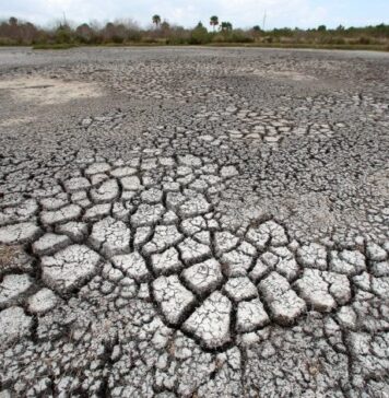 Florin Barbu: Pierderile în sectorul vegetal au fost anul trecut de peste 2,5 miliarde de euro