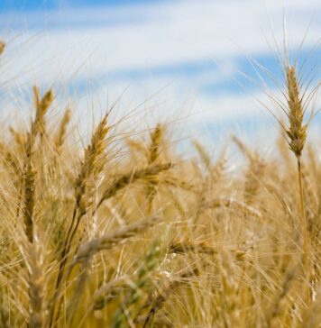 Excellent agricultural year ahead after snowfall in areas affected by drought