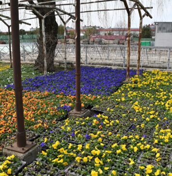 Primăria Sectorului 2 oferă plante pentru înfrumusețarea spațiilor verzi din jurul blocurilor