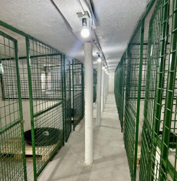 ASPA anunță că a finalizat renovarea unui padoc la adăpostul din Bragadiru