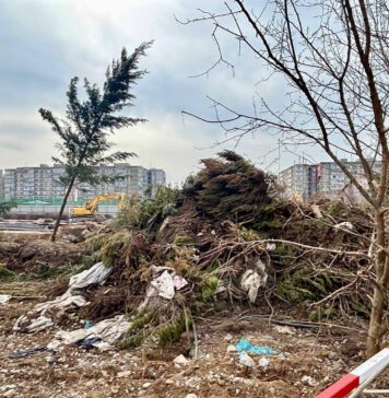 Amenda de 300.000 de lei pentru defrișarea ilegală a 30 de copaci în Sectorul 6