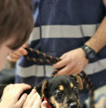 Proiectul educațional ASPA „Împreună învățăm despre animale” continuă în 2025,