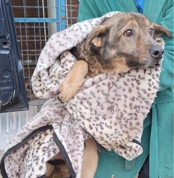 ASPA: 14 câini au plecat către familii din Franța și Marea Britanie