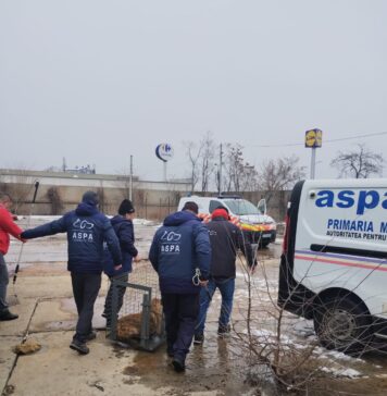 ASPA a ridicat mai mulți câini fără stăpân