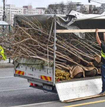 Campanie de plantare a arborilor și arbuștilor în Sectorul 6