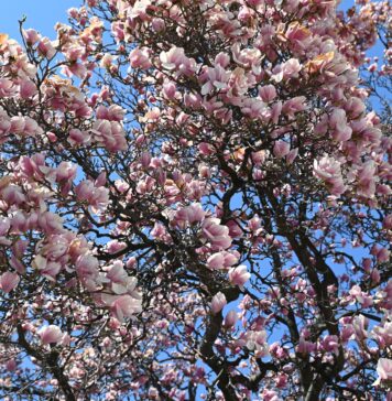 FOTO/ Unde se află cea mai mare magnolie din București