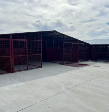 FOTO/ S-au finalizat lucrările pentru mărirea capacității de cazare a adăpostului ASPA Mihailesti