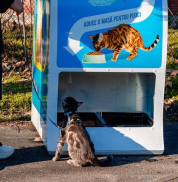 Aparatele de hrănit pisici din parcurile Tineretului, Floreasca și Circului, care eliberează mâncare în schimbul reciclării sticlelor, au asigurat 2.000 de porții de hrană