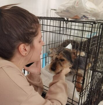 ASPA anunță sterilizări și microcipări gratuite la clinica veterinară mobilă Hands and Paws Vet