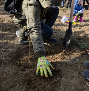 Cum să contribui la un Ilfov mai verde: Proiectul „Plantează în Ilfov” revine cu prima acțiune de plantare pe 5 aprilie
