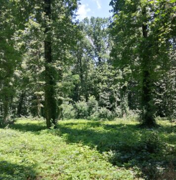 Prognoză ANM: Vreme deosebit de caldă în București și maxime de 28 de grade