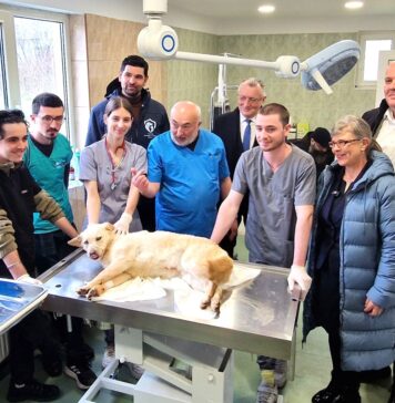 300 de studenți și profesorii lor tratează cățeii fără stăpân. Primăria Sectorului 1 a deschis Căsuța Veterinarului la centru de adopții Odăi